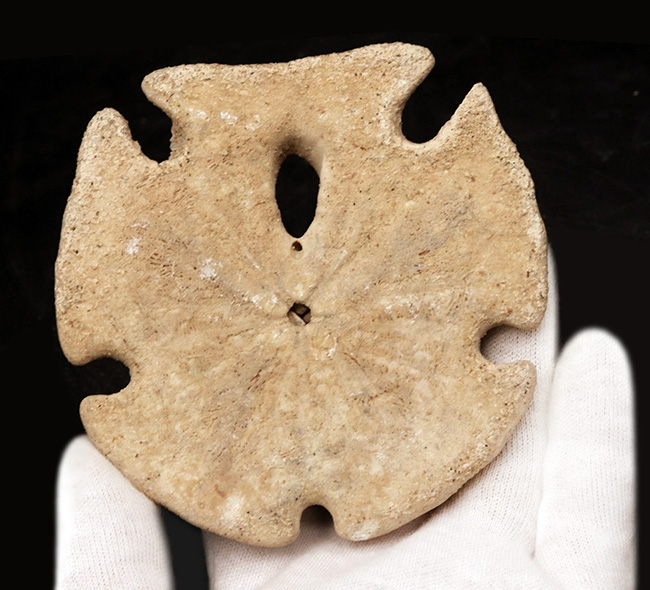 ほぼ10センチ!古代のウニ、エンコープ・カルフォルニカス(Encope californicus)の大型化石(その3)