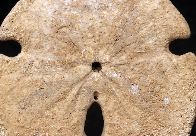 ほぼ10センチ!古代のウニ、エンコープ・カルフォルニカス(Encope californicus)の大型化石(その4)