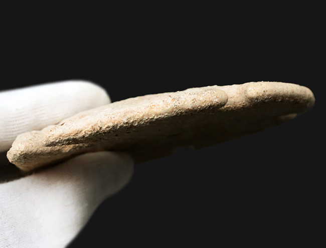 ほぼ10センチ!古代のウニ、エンコープ・カルフォルニカス(Encope californicus)の大型化石(その5)