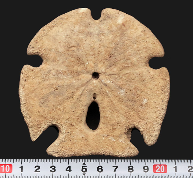 ほぼ１０センチ！古代のウニ、エンコープ・カルフォルニカス（Encope californicus）の大型化石（その6）