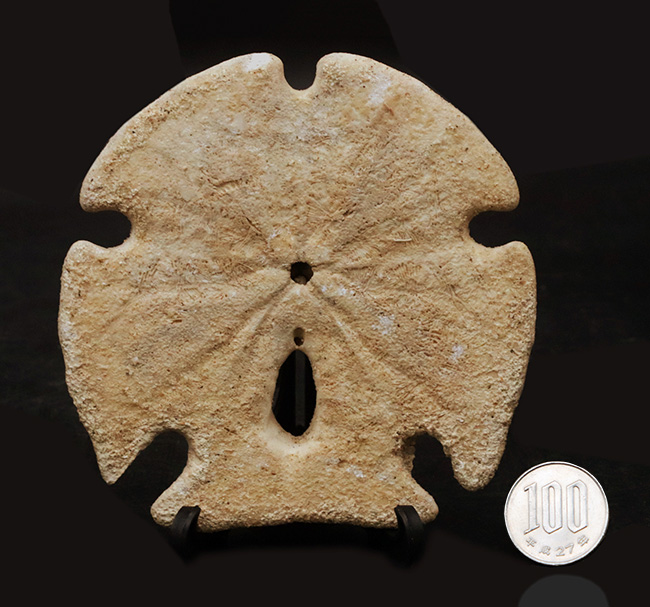 ほぼ10センチ！古代のウニ、エンコープ・カルフォルニカス（Encope