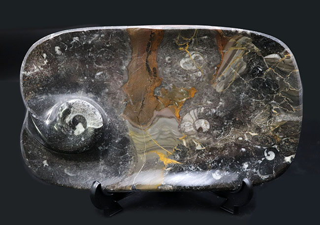 インテリアにいかがでしょうか？およそ４億年前の頭足類、ゴニアタイト（Goniatite）を含む石を加工した皿の化石（その2）