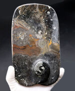 インテリアにいかがでしょうか？およそ４億年前の頭足類、ゴニアタイト（Goniatite）を含む石を加工した皿の化石
