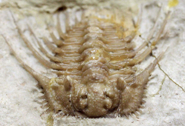 ベリーレア!米国オクラホマ州ハラガン層を代表する三葉虫ケトネラスピス・ウィリアムシー(Kettneraspis williamsi )(その1)