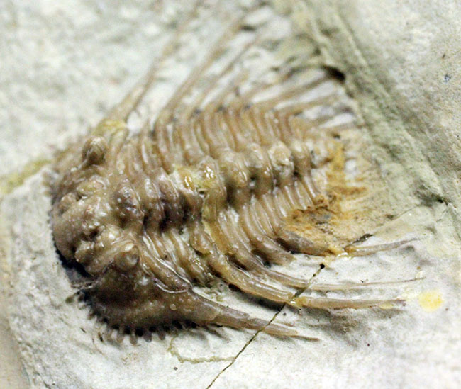 ベリーレア!米国オクラホマ州ハラガン層を代表する三葉虫ケトネラスピス・ウィリアムシー(Kettneraspis williamsi )(その10)