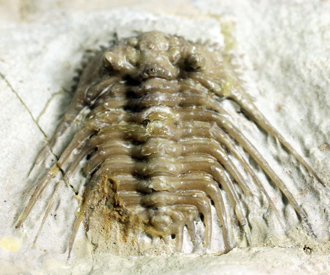 ベリーレア!米国オクラホマ州ハラガン層を代表する三葉虫ケトネラスピス・ウィリアムシー(Kettneraspis williamsi )(その11)