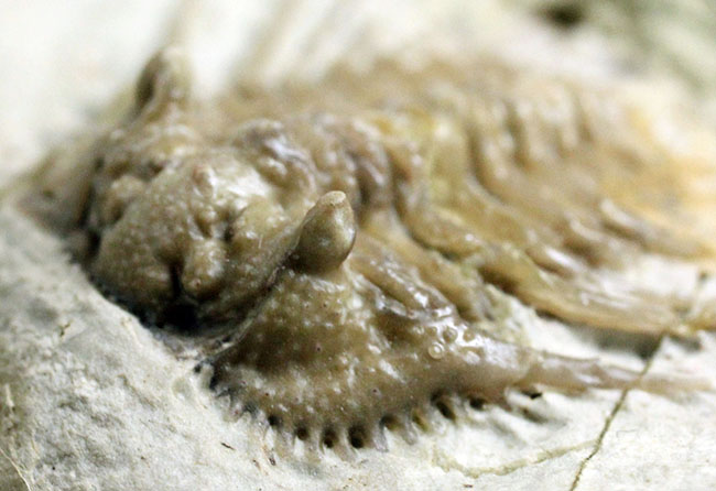 ベリーレア！米国オクラホマ州ハラガン層を代表する三葉虫