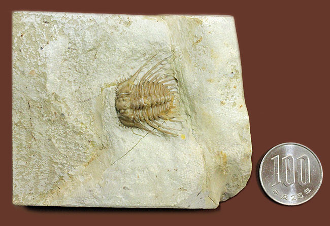 ベリーレア!米国オクラホマ州ハラガン層を代表する三葉虫ケトネラスピス・ウィリアムシー(Kettneraspis williamsi )(その13)