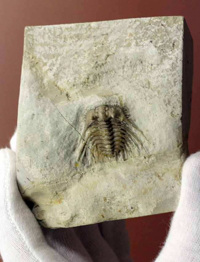 ベリーレア!米国オクラホマ州ハラガン層を代表する三葉虫ケトネラスピス・ウィリアムシー(Kettneraspis williamsi )(その2)