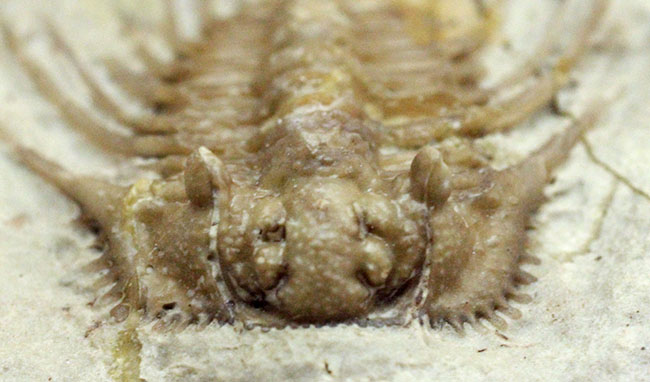 ベリーレア!米国オクラホマ州ハラガン層を代表する三葉虫ケトネラスピス・ウィリアムシー(Kettneraspis williamsi )(その3)