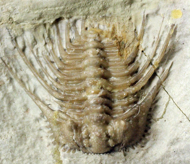 ベリーレア!米国オクラホマ州ハラガン層を代表する三葉虫ケトネラスピス・ウィリアムシー(Kettneraspis williamsi )(その4)