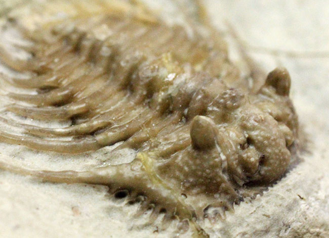 ベリーレア!米国オクラホマ州ハラガン層を代表する三葉虫ケトネラスピス・ウィリアムシー(Kettneraspis williamsi )(その5)