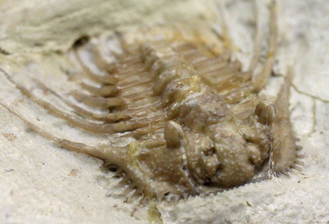 ベリーレア！米国オクラホマ州ハラガン層を代表する三葉虫