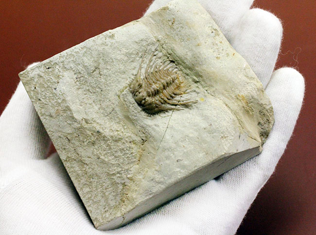 ベリーレア!米国オクラホマ州ハラガン層を代表する三葉虫ケトネラスピス・ウィリアムシー(Kettneraspis williamsi )(その7)