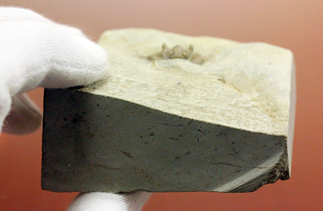 ベリーレア!米国オクラホマ州ハラガン層を代表する三葉虫ケトネラスピス・ウィリアムシー(Kettneraspis williamsi )(その8)