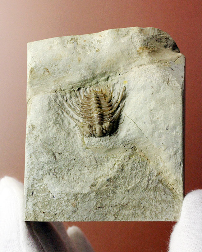 ベリーレア!米国オクラホマ州ハラガン層を代表する三葉虫ケトネラスピス・ウィリアムシー(Kettneraspis williamsi )(その9)