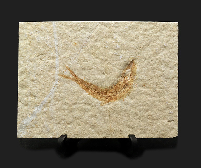 ゾルンホーフェン産の美しい標本、ジュラ紀に生息していたニシンの仲間、レプトレピス（Leptolepis sprattiformis）の化石（その1）