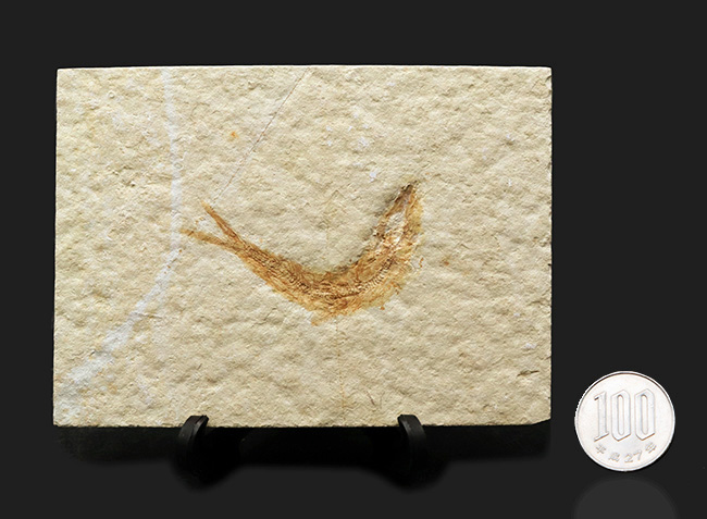ゾルンホーフェン産の美しい標本、ジュラ紀に生息していたニシンの仲間、レプトレピス（Leptolepis sprattiformis）の化石（その10）