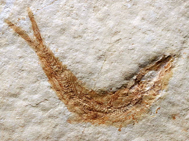 ゾルンホーフェン産の美しい標本、ジュラ紀に生息していたニシンの仲間、レプトレピス（Leptolepis stratiformis）の化石（その2）