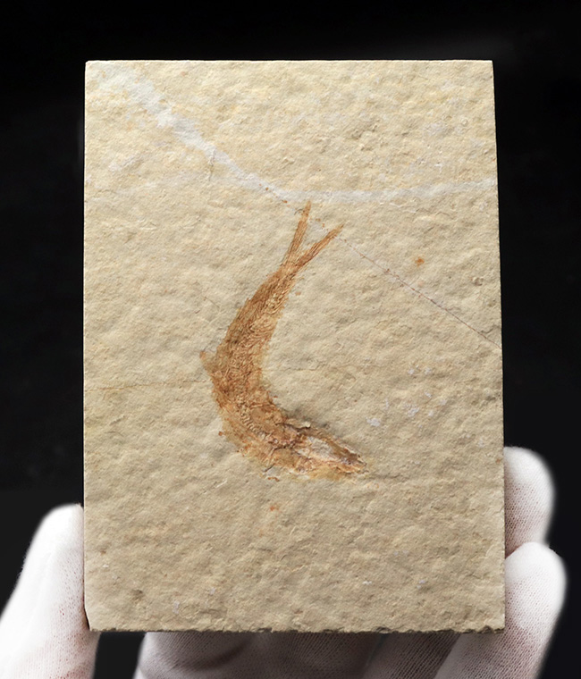 ゾルンホーフェン産の美しい標本、ジュラ紀に生息していたニシンの仲間、レプトレピス（Leptolepis sprattiformis）の化石（その3）