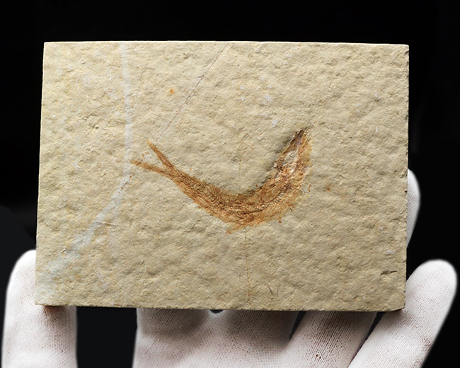 ゾルンホーフェン産の美しい標本、ジュラ紀に生息していたニシンの仲間、レプトレピス（Leptolepis sprattiformis）の化石（その4）