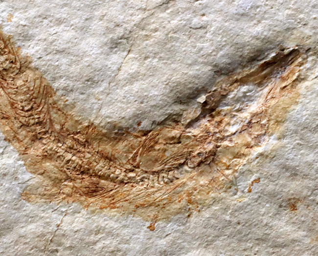ゾルンホーフェン産の美しい標本、ジュラ紀に生息していたニシンの仲間、レプトレピス（Leptolepis sprattiformis）の化石（その5）