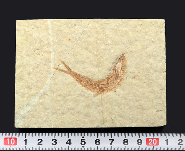 ゾルンホーフェン産の美しい標本、ジュラ紀に生息していたニシンの仲間、レプトレピス（Leptolepis sprattiformis）の化石（その9）