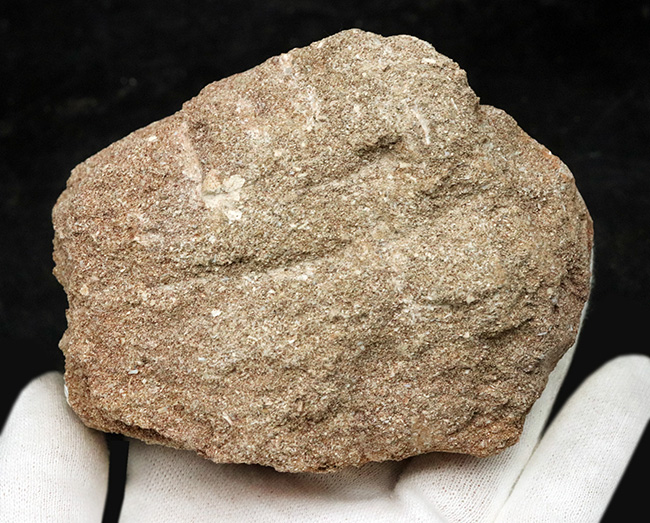 これぞ極上品!サイズあり、状態抜群!モロッコで採集された首長竜、エラスモサウルス(Elasmosaurus)のパーフェクト歯化石(その6)