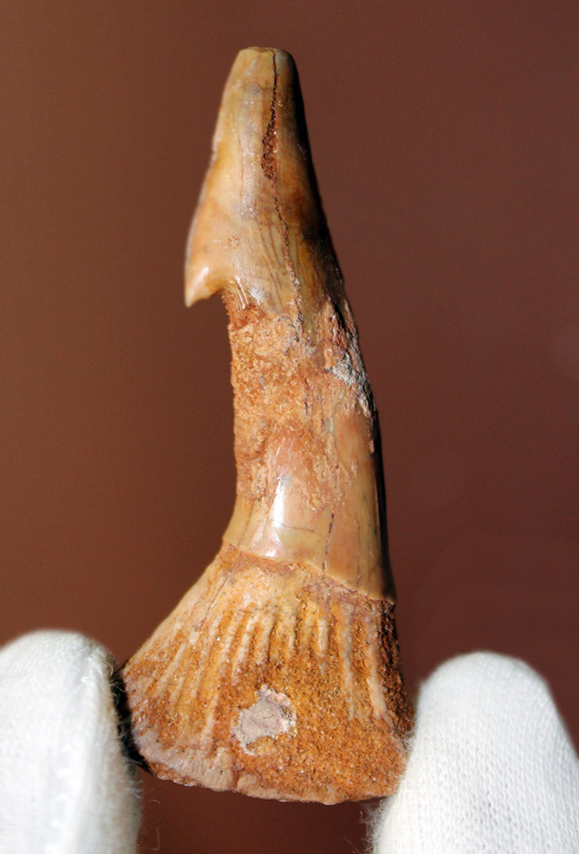 恐竜時代（白亜紀）のノコギリエイ、オンコプリスティス（Onchopristis sp）の歯化石。スピノサウルスに喰われた？（その2）