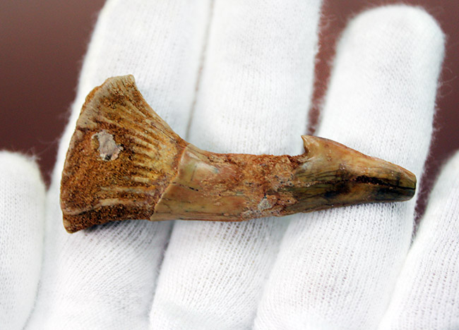 恐竜時代（白亜紀）のノコギリエイ、オンコプリスティス（Onchopristis