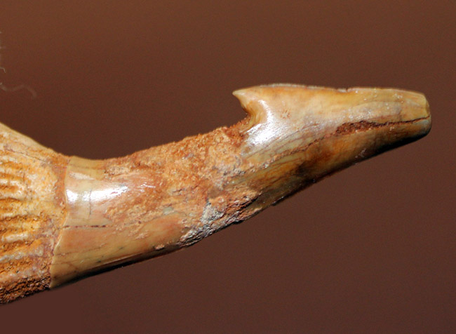 恐竜時代（白亜紀）のノコギリエイ、オンコプリスティス（Onchopristis