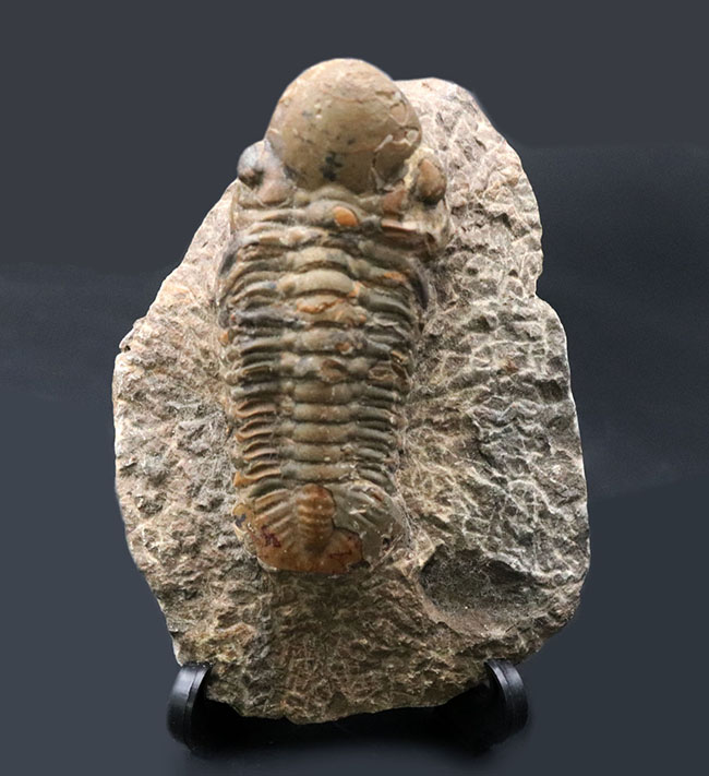 大型＆ナチュラル！大きく発達した頭鞍部を持つ、デボン紀の三葉虫、リードプス（Reedops）の化石（その1）