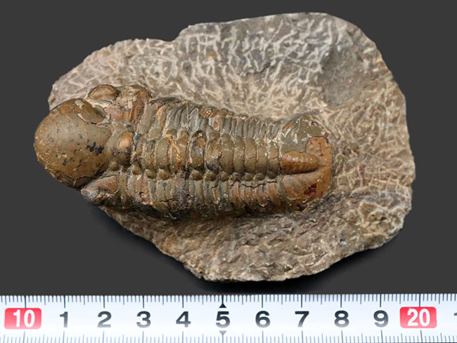 大型＆ナチュラル！大きく発達した頭鞍部を持つ、デボン紀の三葉虫、リードプス（Reedops）の化石（その11）