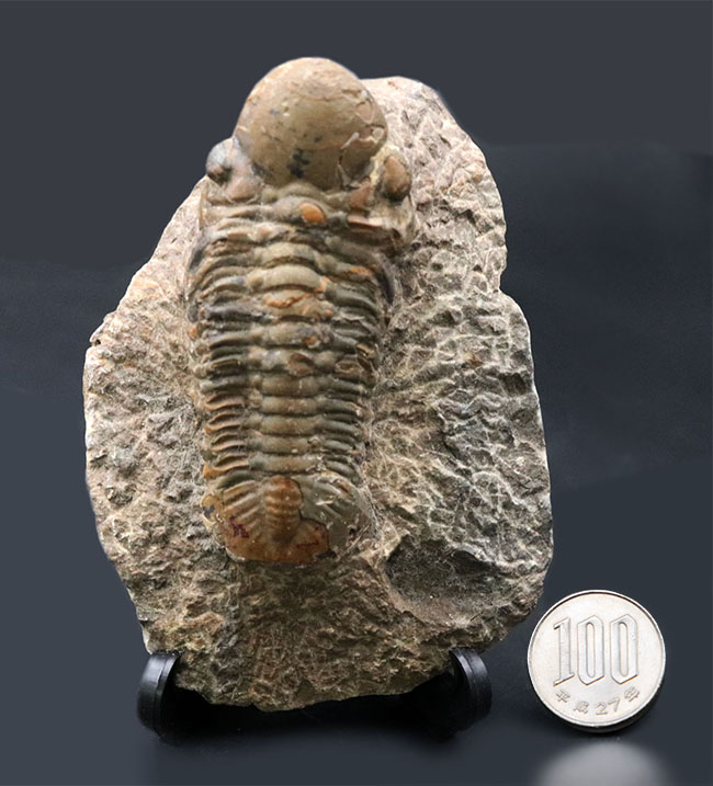 大型＆ナチュラル！大きく発達した頭鞍部を持つ、デボン紀の三葉虫、リードプス（Reedops）の化石（その12）