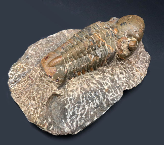 大型＆ナチュラル！大きく発達した頭鞍部を持つ、デボン紀の三葉虫、リードプス（Reedops）の化石（その2）