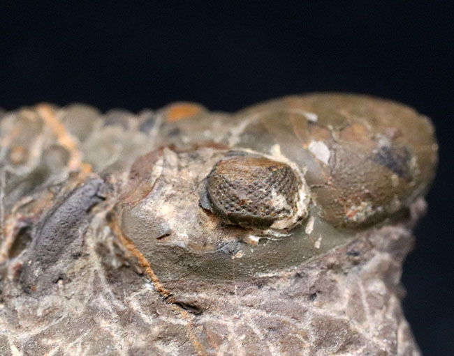 大型＆ナチュラル！大きく発達した頭鞍部を持つ、デボン紀の三葉虫、リードプス（Reedops）の化石（その3）