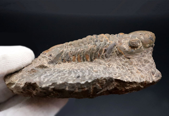 大型＆ナチュラル！大きく発達した頭鞍部を持つ、デボン紀の三葉虫、リードプス（Reedops）の化石（その4）