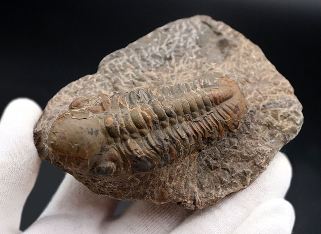 大型＆ナチュラル！大きく発達した頭鞍部を持つ、デボン紀の三葉虫、リードプス（Reedops）の化石（その5）