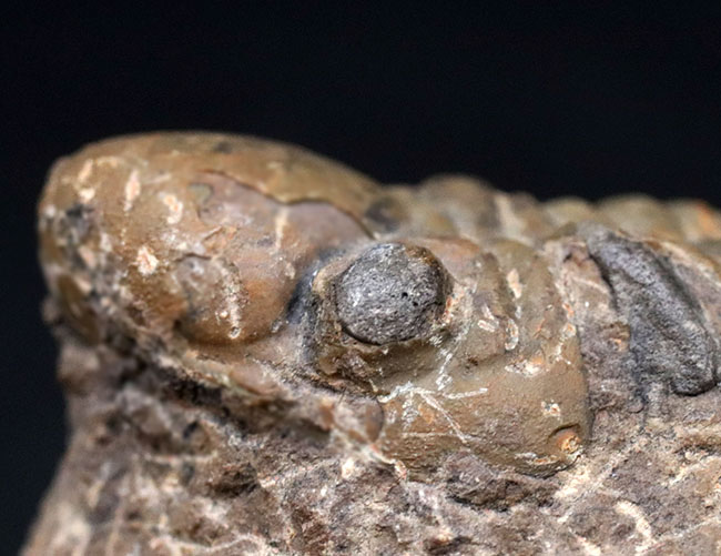 大型＆ナチュラル！大きく発達した頭鞍部を持つ、デボン紀の三葉虫、リードプス（Reedops）の化石（その6）