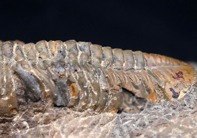 大型＆ナチュラル！大きく発達した頭鞍部を持つ、デボン紀の三葉虫、リードプス（Reedops）の化石（その7）