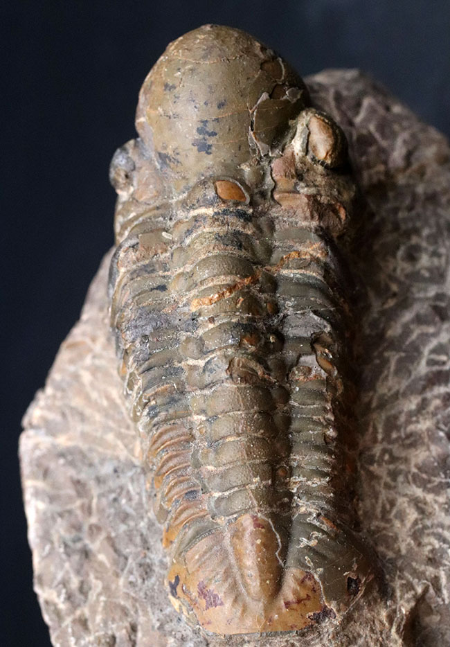 大型＆ナチュラル！大きく発達した頭鞍部を持つ、デボン紀の三葉虫、リードプス（Reedops）の化石（その8）
