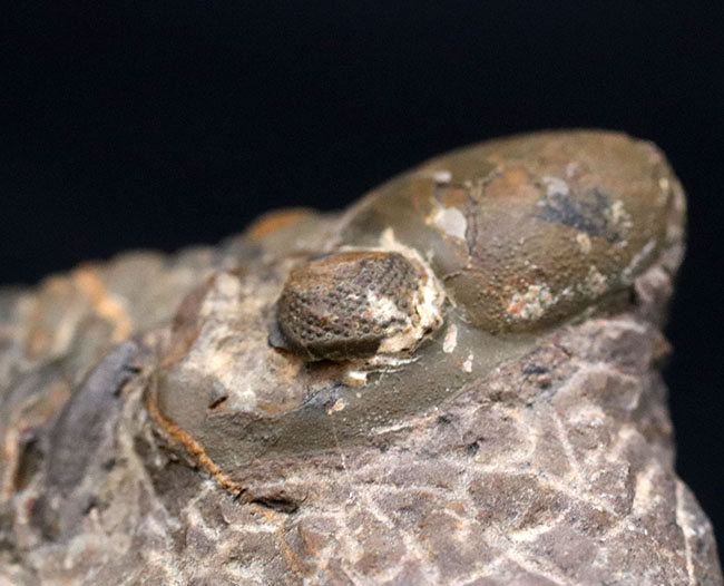 大型＆ナチュラル！大きく発達した頭鞍部を持つ、デボン紀の三葉虫、リードプス（Reedops）の化石（その9）