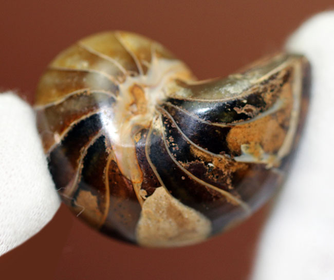 サービスプライス!典型的なオウムガイ化石、キマトセラス(Cymatoceras sp.)。長寿属。(その2)