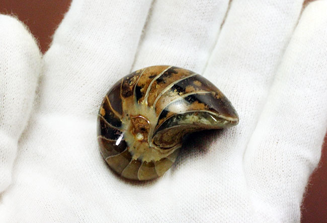 サービスプライス!典型的なオウムガイ化石、キマトセラス(Cymatoceras sp.)。長寿属。(その4)