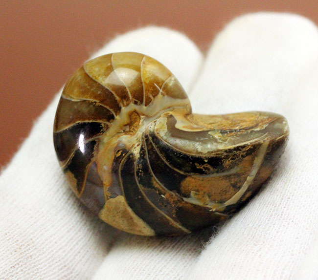 サービスプライス!典型的なオウムガイ化石、キマトセラス(Cymatoceras sp.)。長寿属。(その5)