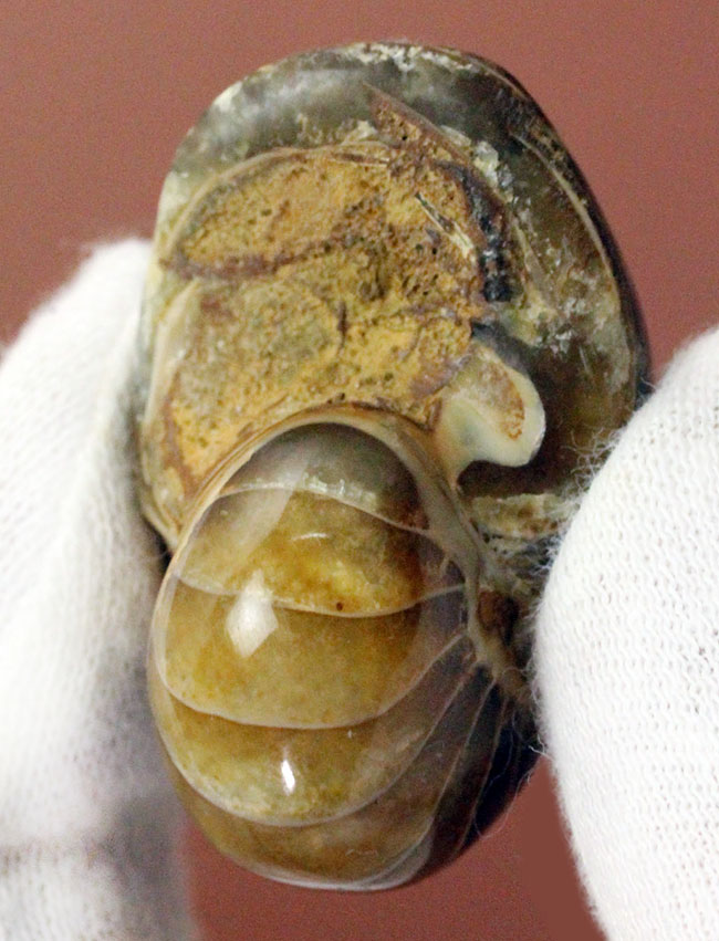 サービスプライス!典型的なオウムガイ化石、キマトセラス(Cymatoceras sp.)。長寿属。(その6)
