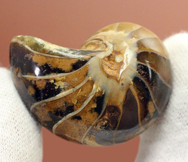 サービスプライス!典型的なオウムガイ化石、キマトセラス(Cymatoceras sp.)。長寿属。(その7)