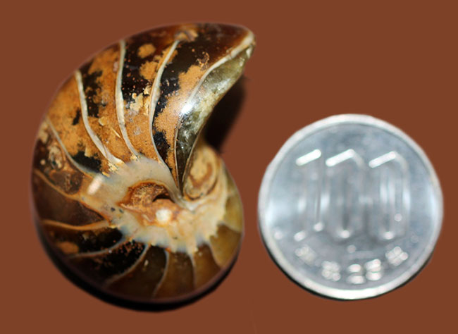 サービスプライス!典型的なオウムガイ化石、キマトセラス(Cymatoceras sp.)。長寿属。(その9)