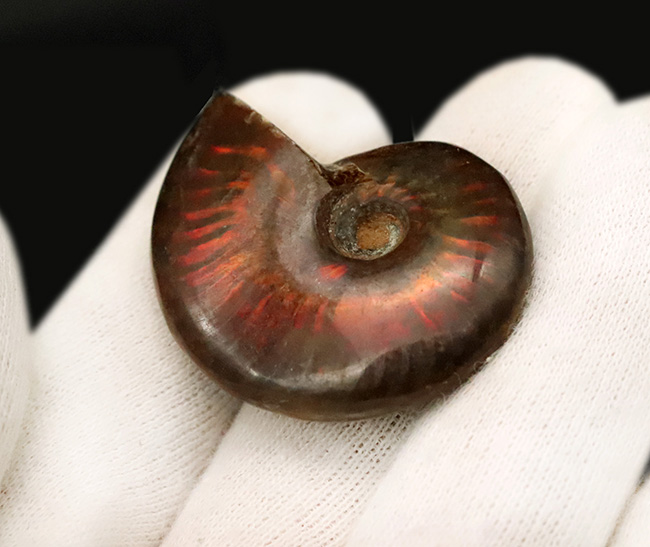 赤い遊色が目を引く！マダガスカル・マハジャンガ産 遊色アンモナイト「クレオニセラス（Cleoniceras）」（その2）