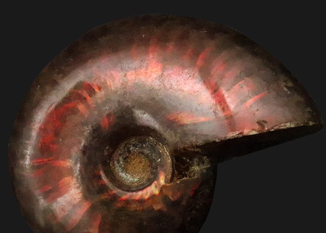 赤い遊色が目を引く！マダガスカル・マハジャンガ産 遊色アンモナイト「クレオニセラス（Cleoniceras）」（その3）